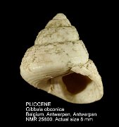 PLIOCENE Gibbula obconic